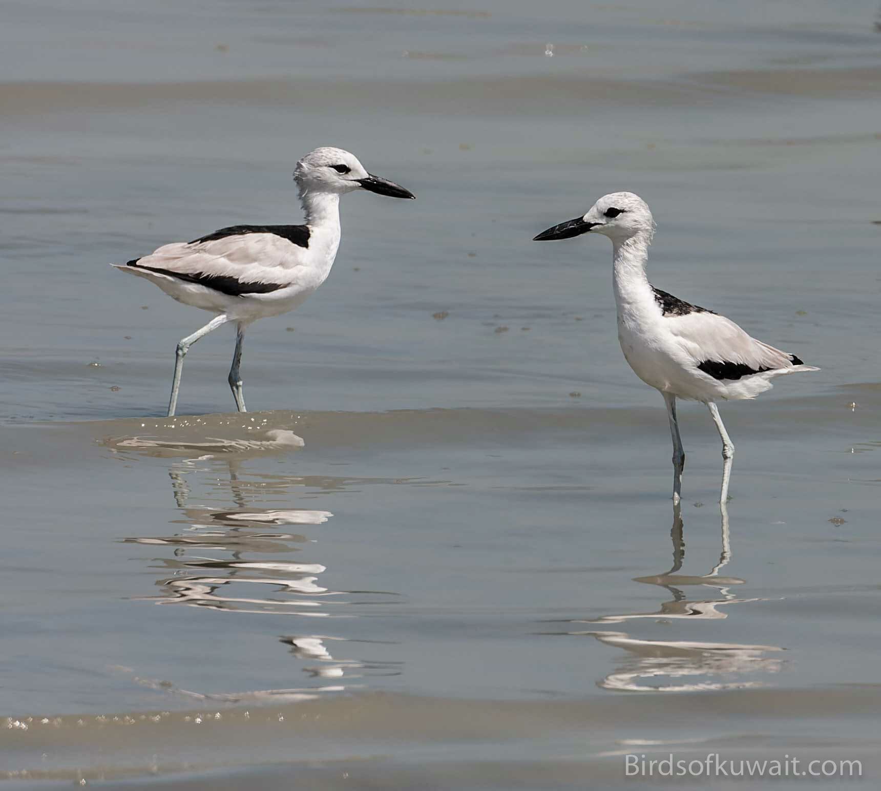 The Crab-plover is one of the target species from Kuwait Bird List