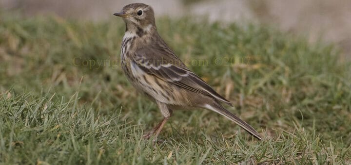 Buff-bellied Pipit