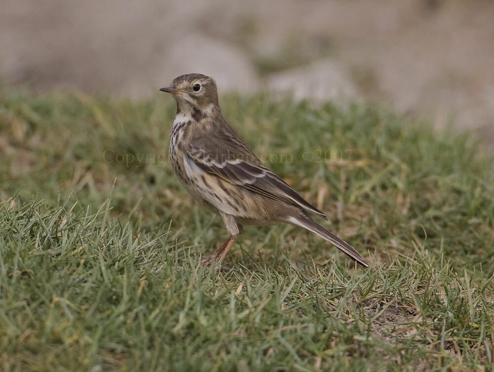 Buff-bellied Pipit