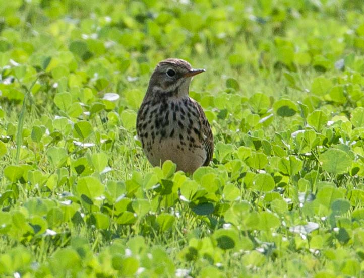 Siberian Buff-bellied Pipit Anthus (rubescens) japonicus