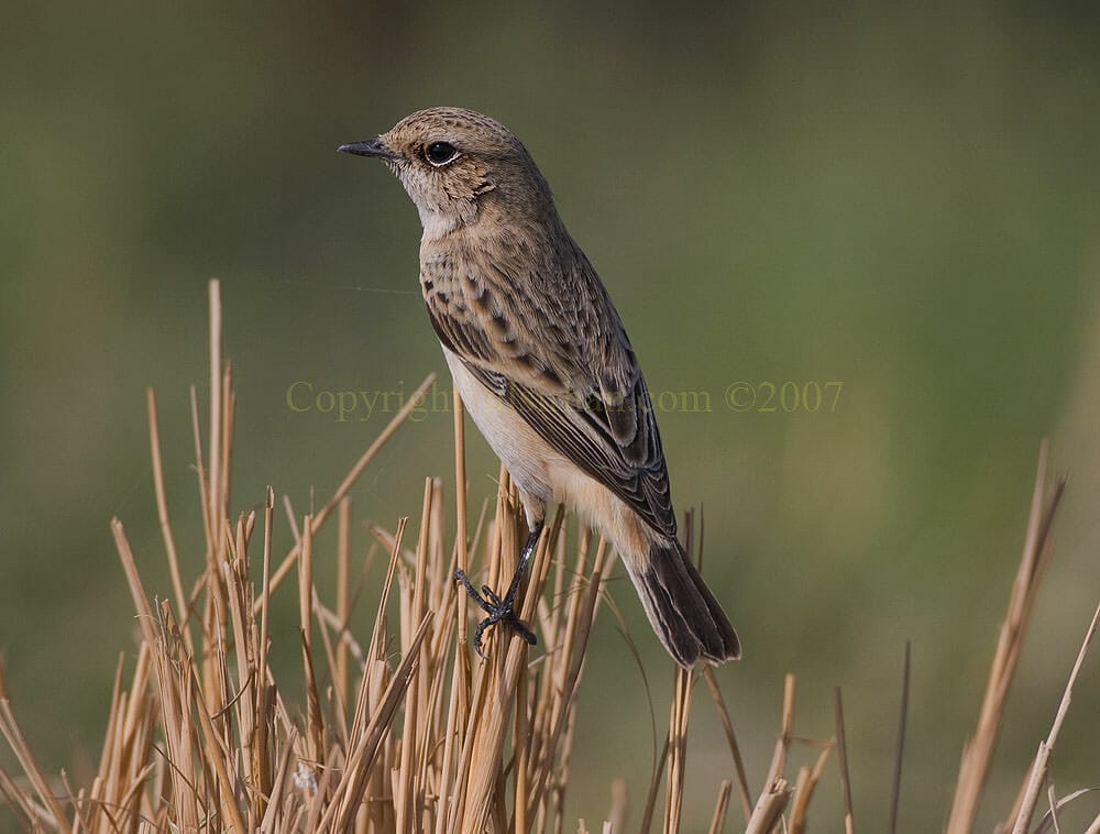 Caspian Stonechat