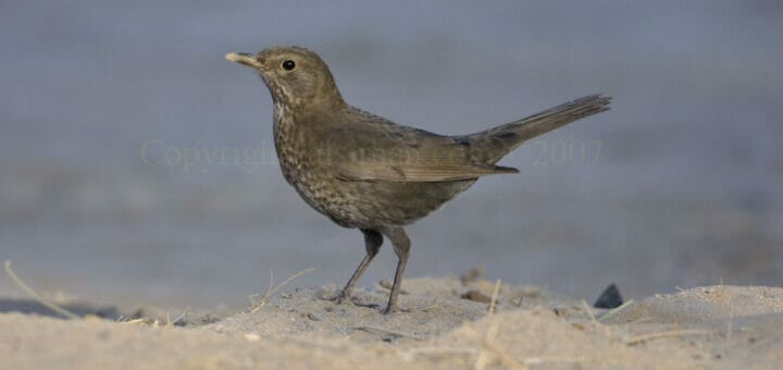 Common Blackbird