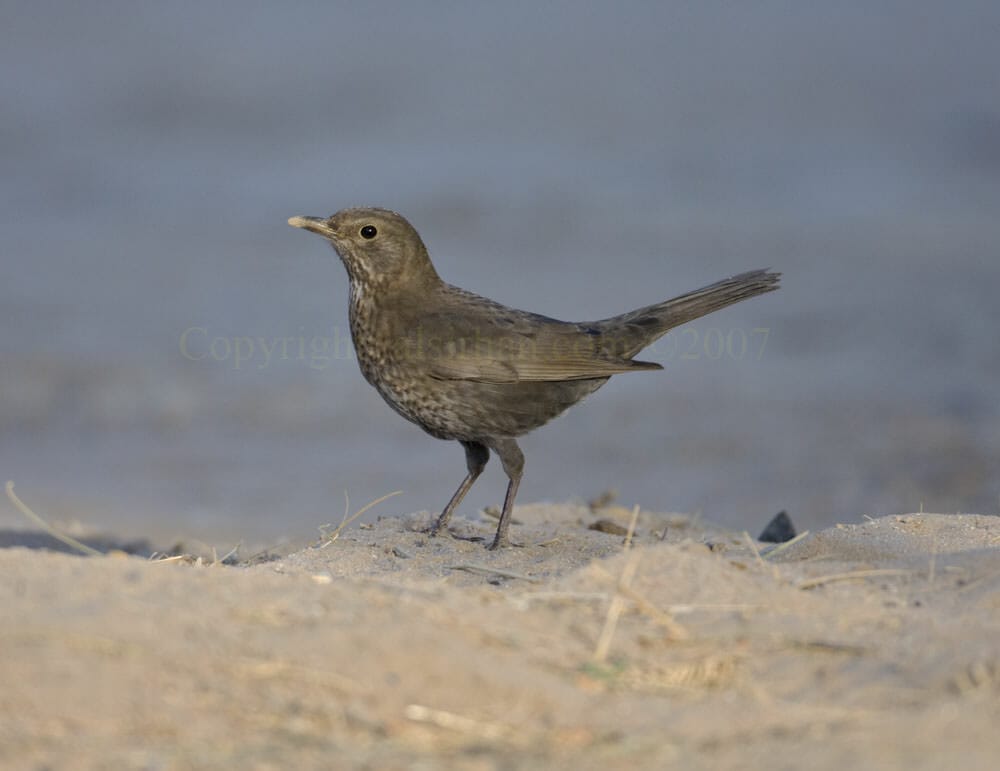 Common Blackbird