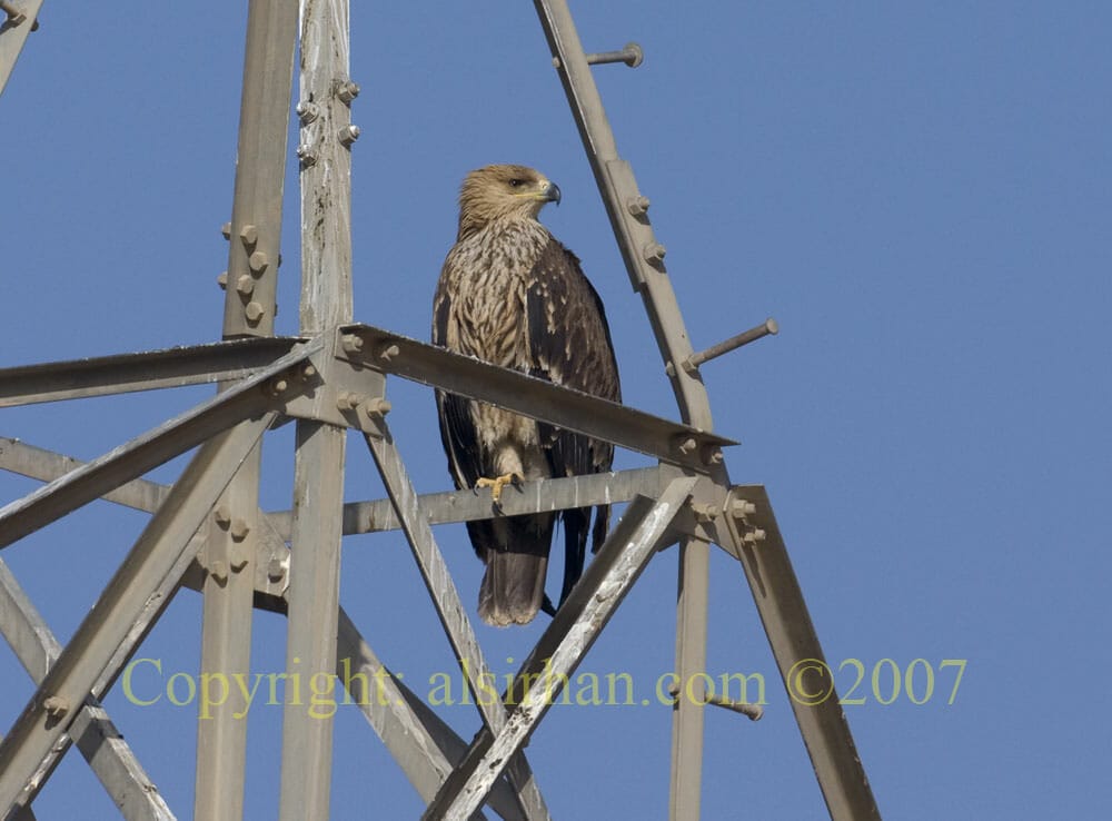 Eastern Imperial Eagle