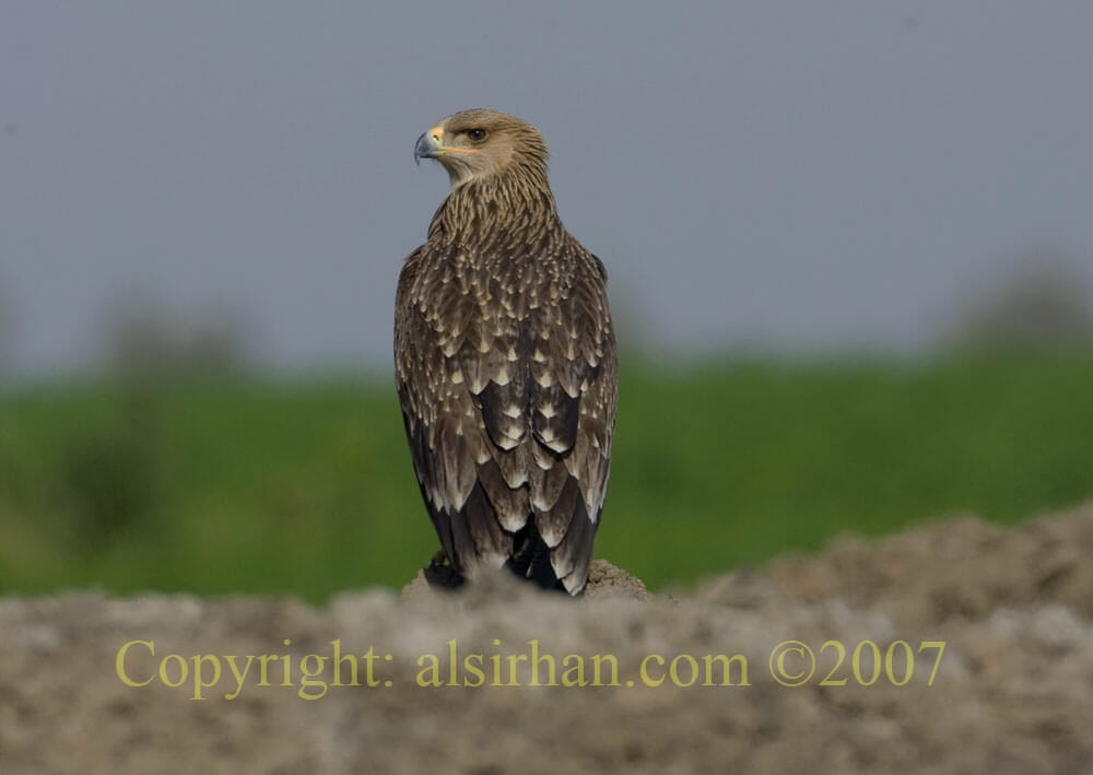 Eastern Imperial Eagle