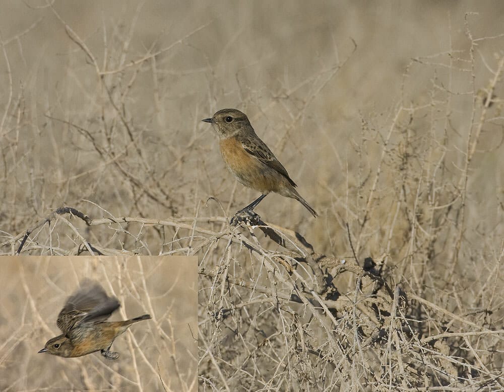 European Stonechat Saxicola rubicola