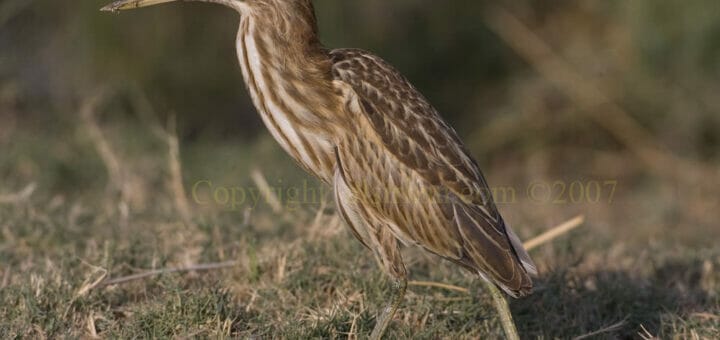 Little Bittern