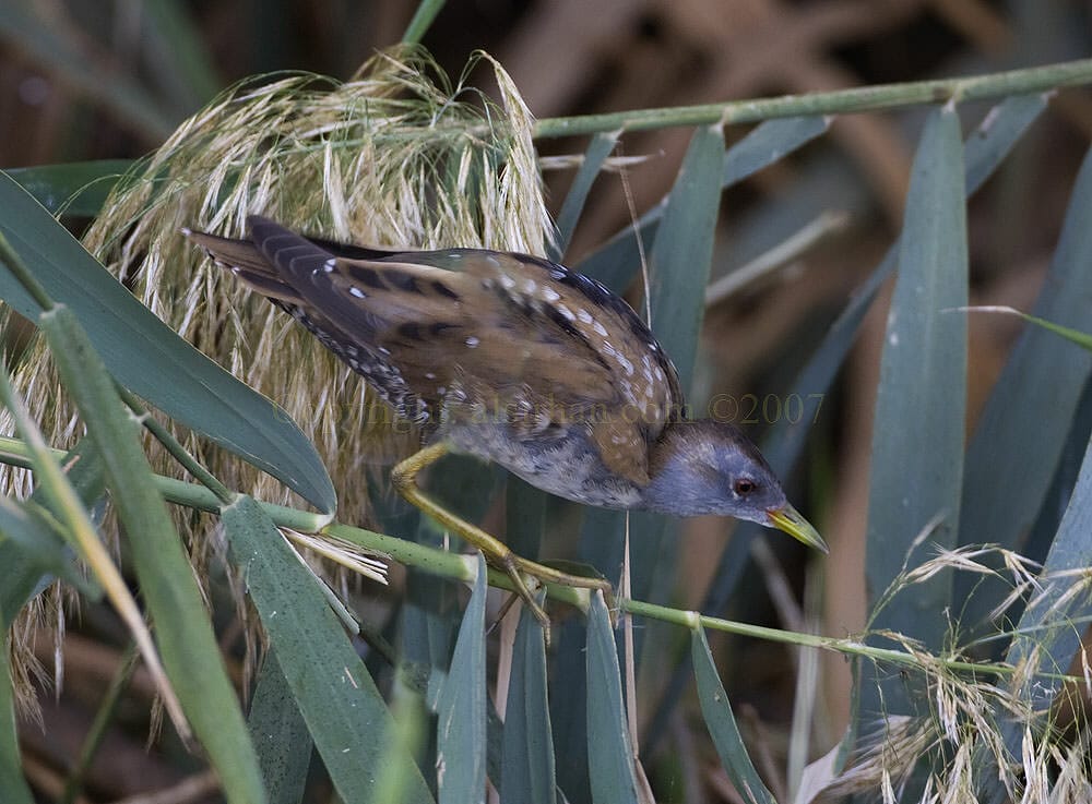 Little Crake