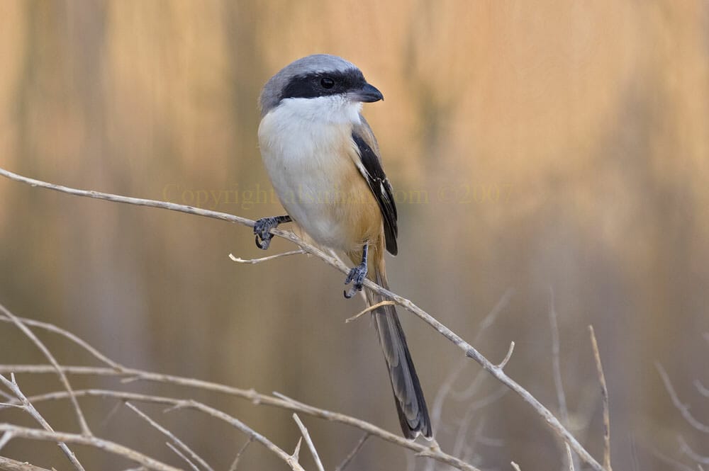 Long-tailed Shrike perching on a twig