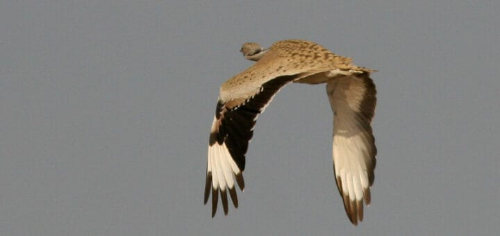 Macqueen’s Bustard in flight