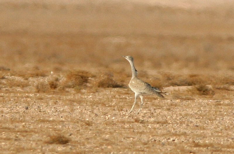 Macqueen’s Bustard Chlamydotis macqueenii