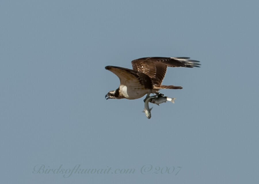 Western Osprey Pandion haliaetus