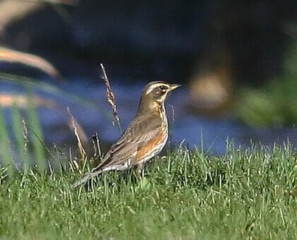 Redwing perching on the ground