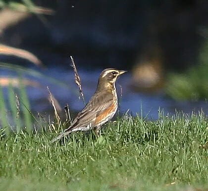 Redwing perching on the ground