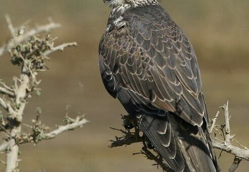 Saker Falcon perching on a branch