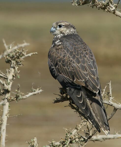 Saker Falcon perching on a branch