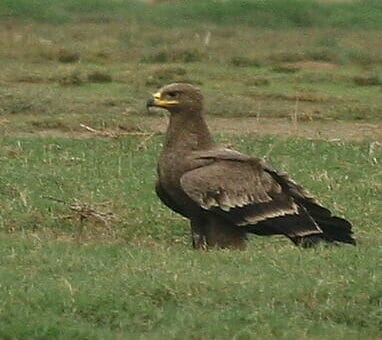 Steppe Eagle perching on a grassy field