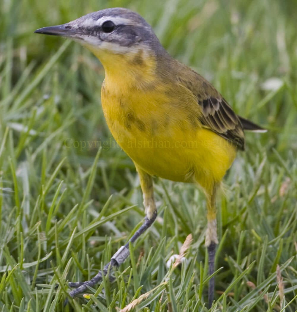 Western Yellow Wagtail