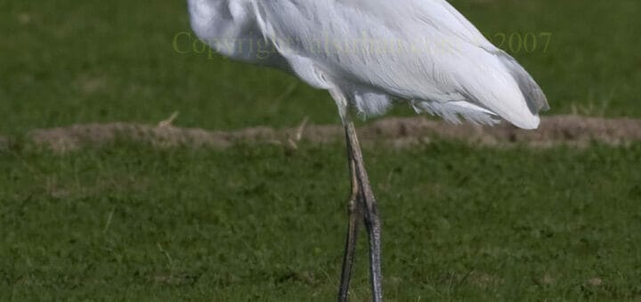 Western Great Egret standing on a grassy field