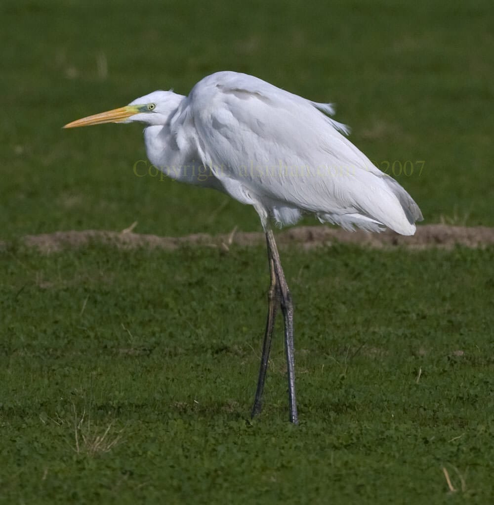 Western Great Egret standing on a grassy field