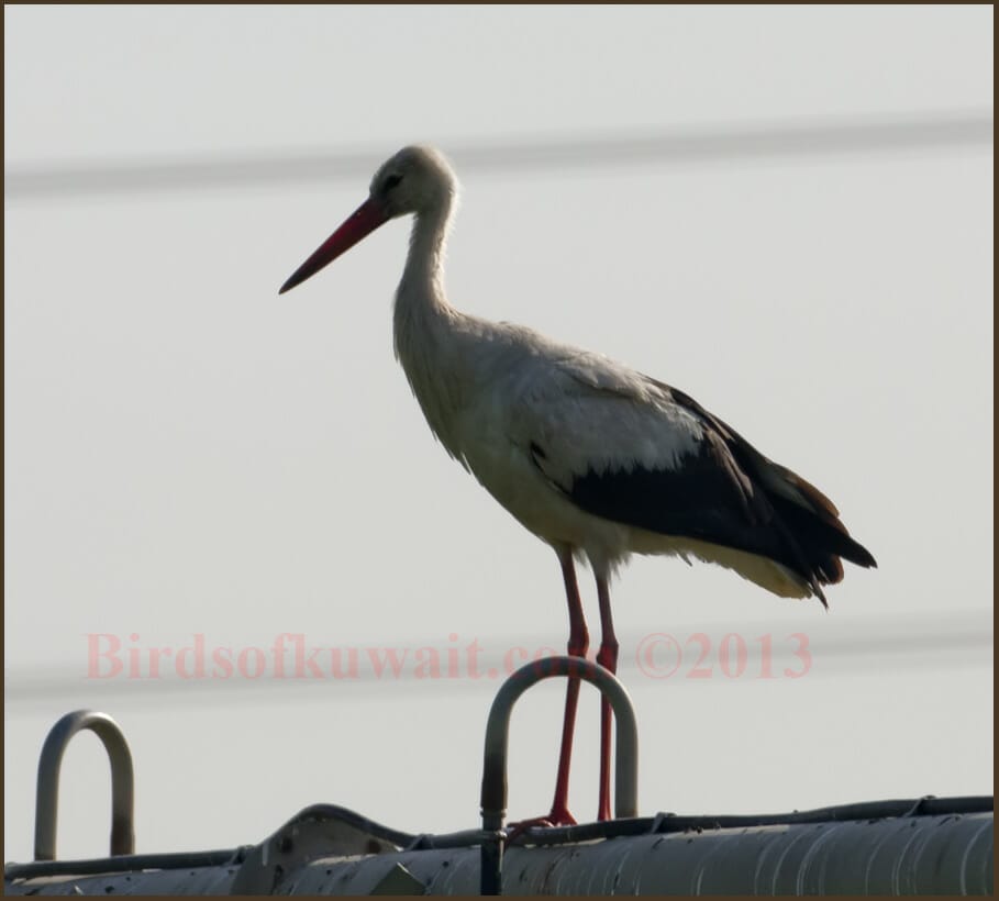 White Stork