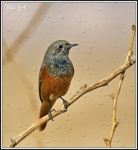 Black Redstart on a branch