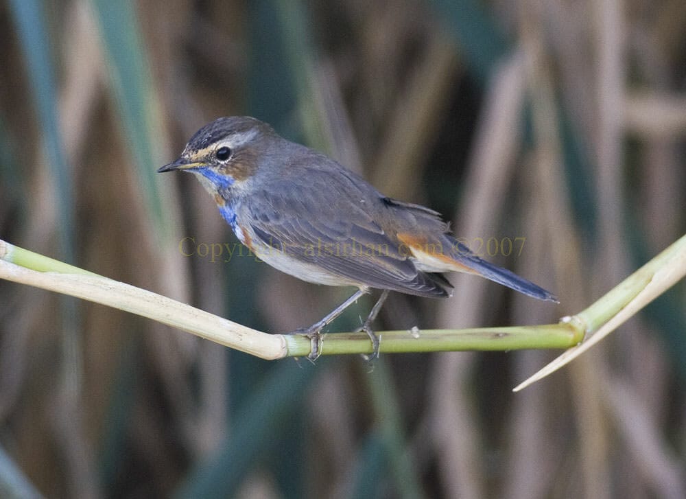 Bluethroat