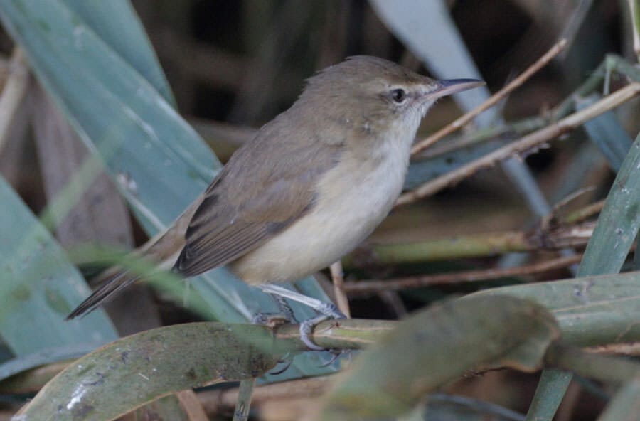 Clamorous Reed Warbler Acrocephalus (stentoreus) brunnescens