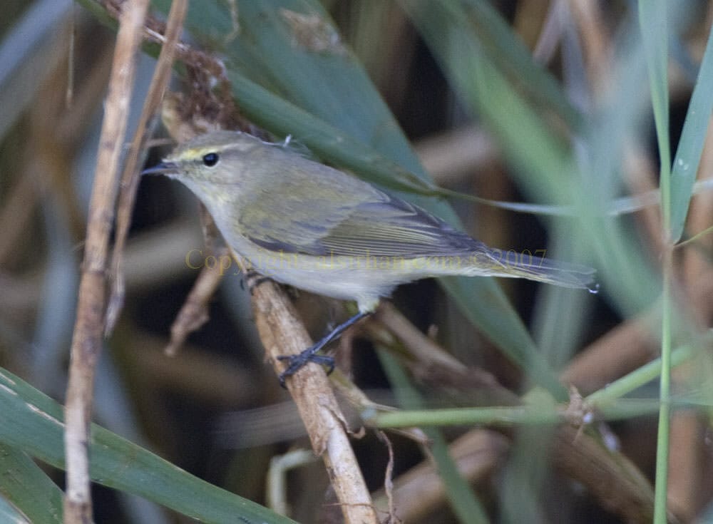 Common Chiffchaff