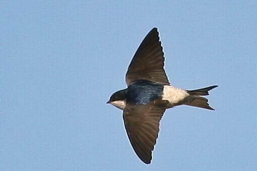 Common House Martin Delichon urbicum in flight