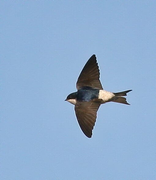 Common House Martin Delichon urbicum in flight