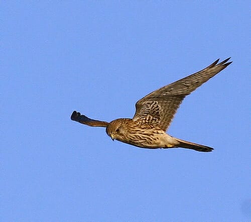 Common Kestrel