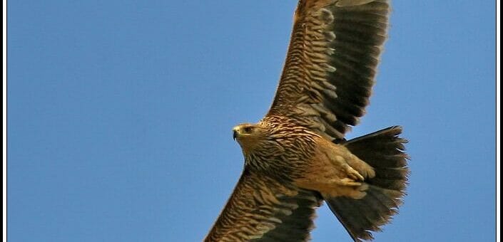 Eastern Imperial Eagle