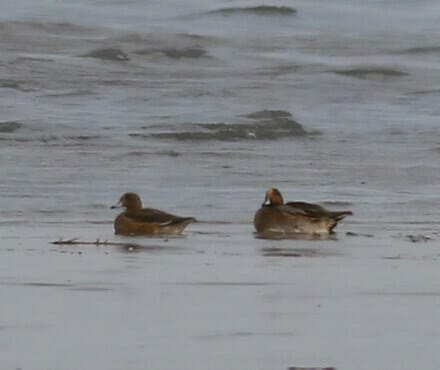 Eurasian Wigeon