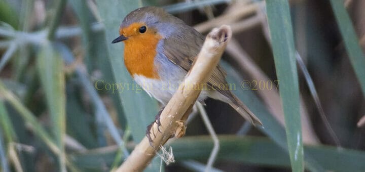 European Robin