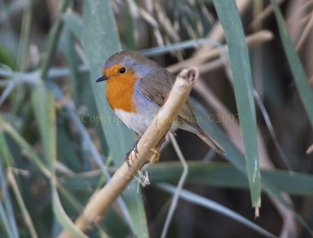 European Robin