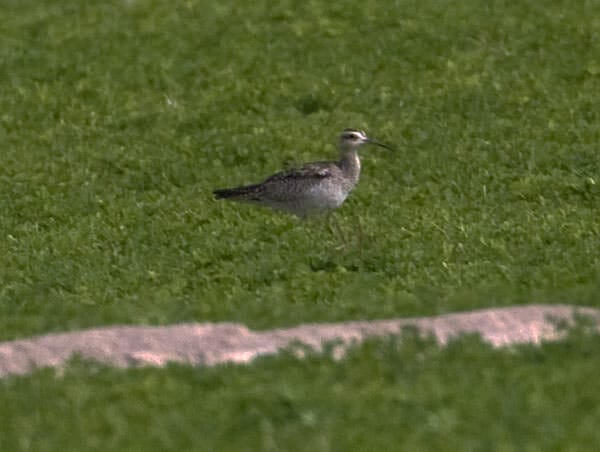 Little Curlew