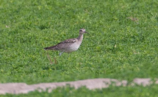 Little Curlew on turf