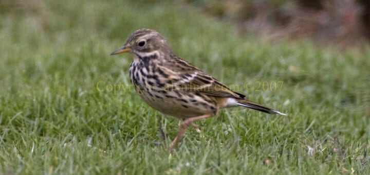 Meadow Pipit