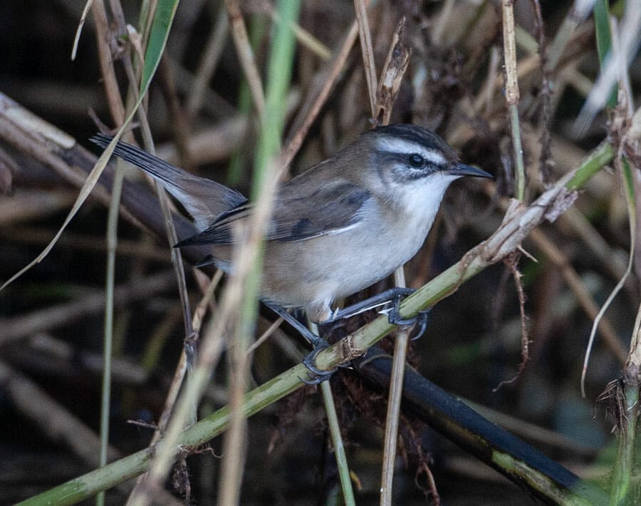 Moustached Warbler Acrocephalus melanopogon