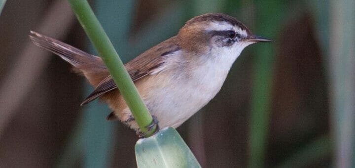 Moustached Warbler on a reed stem