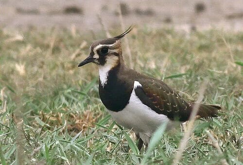 Northern Lapwing