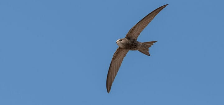 Pallid Swift