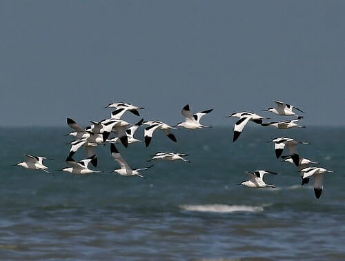 Pied Avocet flock in flight