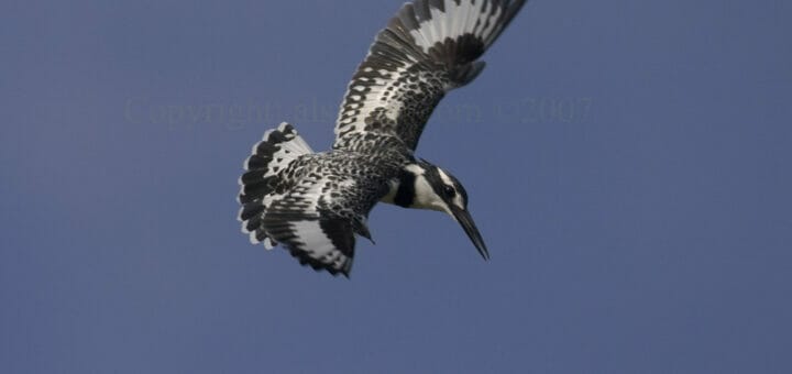 Pied_Kingfisher_MG_7191_4