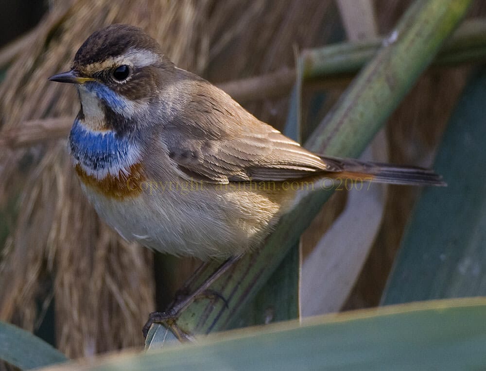 Bluethroat on a tree