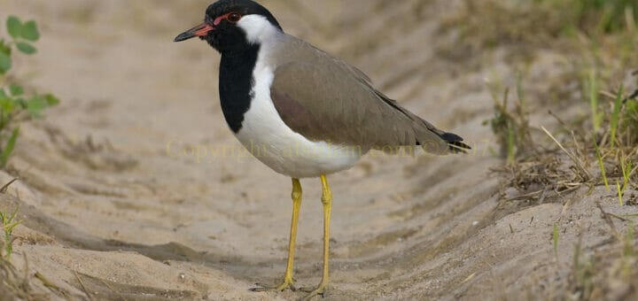 Red Wattled Lapwing on ground