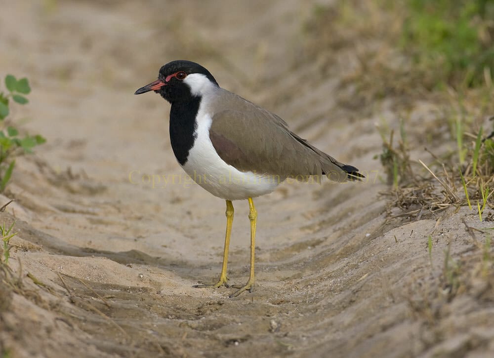 Red Wattled Lapwing on ground