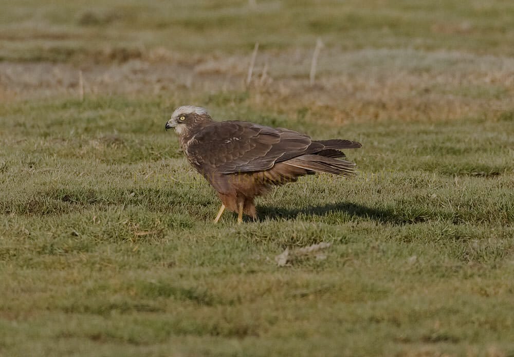 Western Marsh Harrier Circus aeruginosus