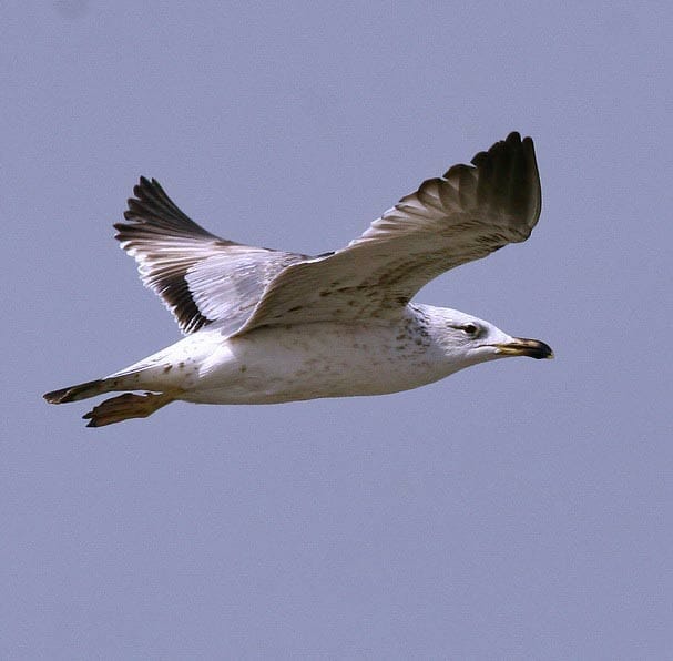 Armenian Gull